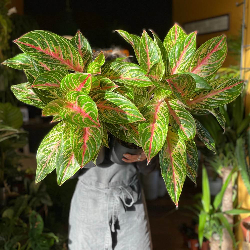Aglaonema Cocomelon, 45 см, с листа в зелено и сьомон