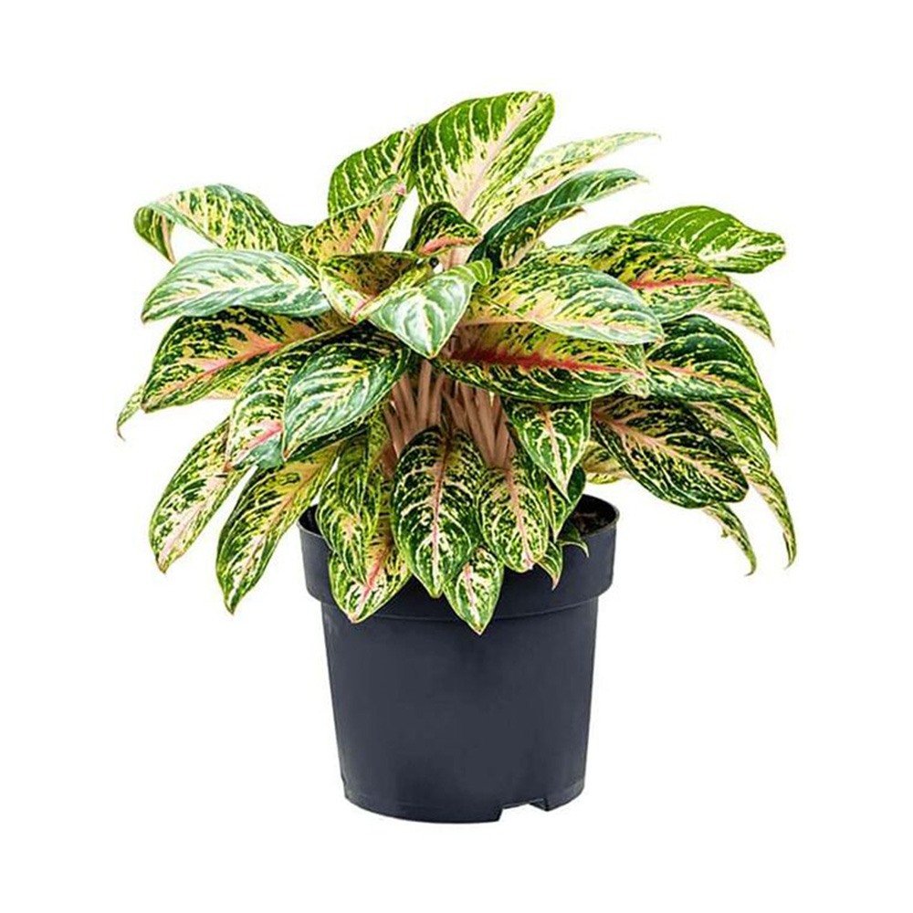Aglaonema Cocomelon - 45 см, сьомгозелени листа