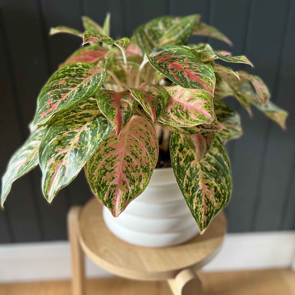 Aglaonema Cocomelon, 45 см, с листа в зелено и сьомон