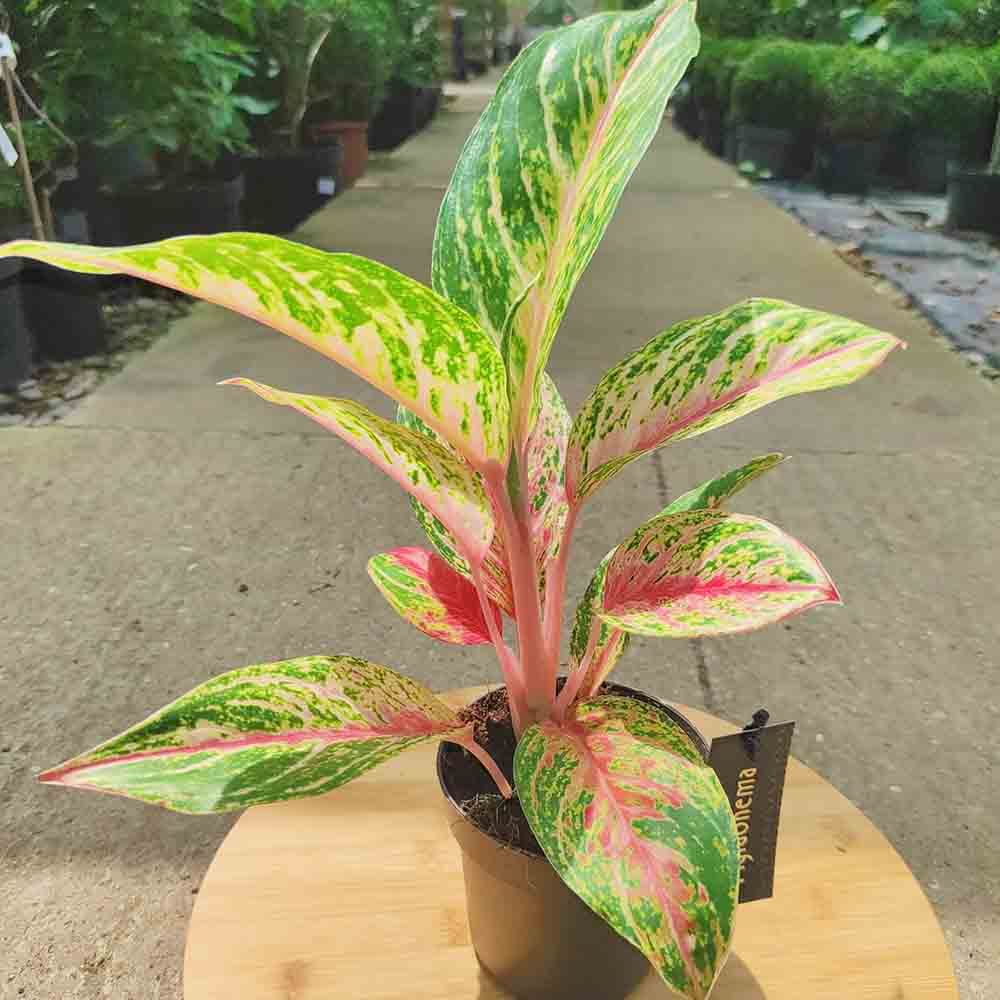 Aglaonema Cocomelon, 45 см, с листа в зелено и сьомон