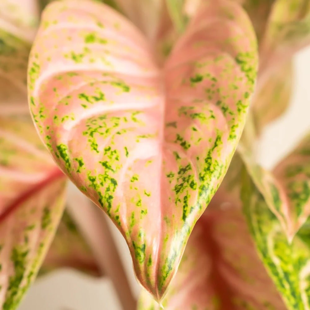 Aglaonema Cocomelon, 45 см, с листа в зелено и сьомон