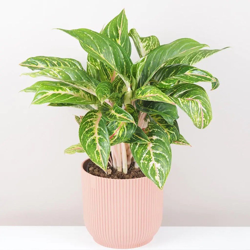 Aglaonema Cocomelon, 45 см, с листа в зелено и сьомон