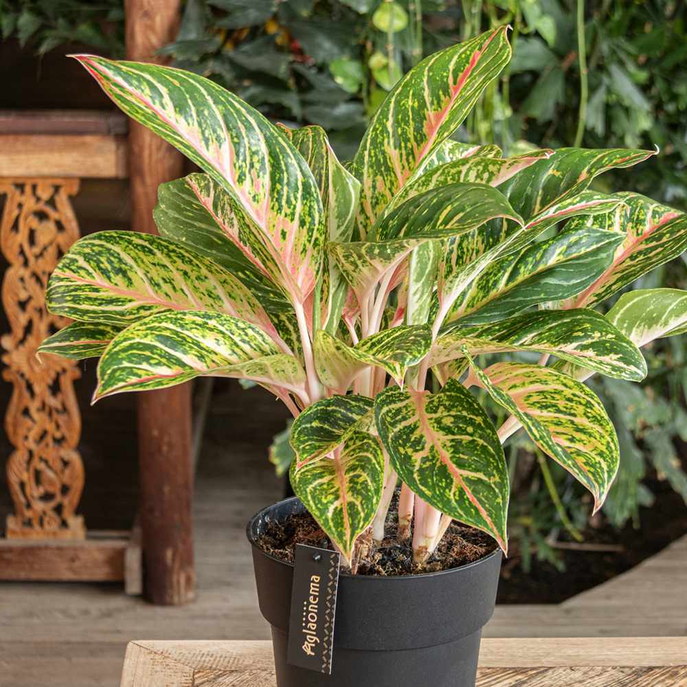 Aglaonema Cocomelon, 45 см, с листа в зелено и сьомон
