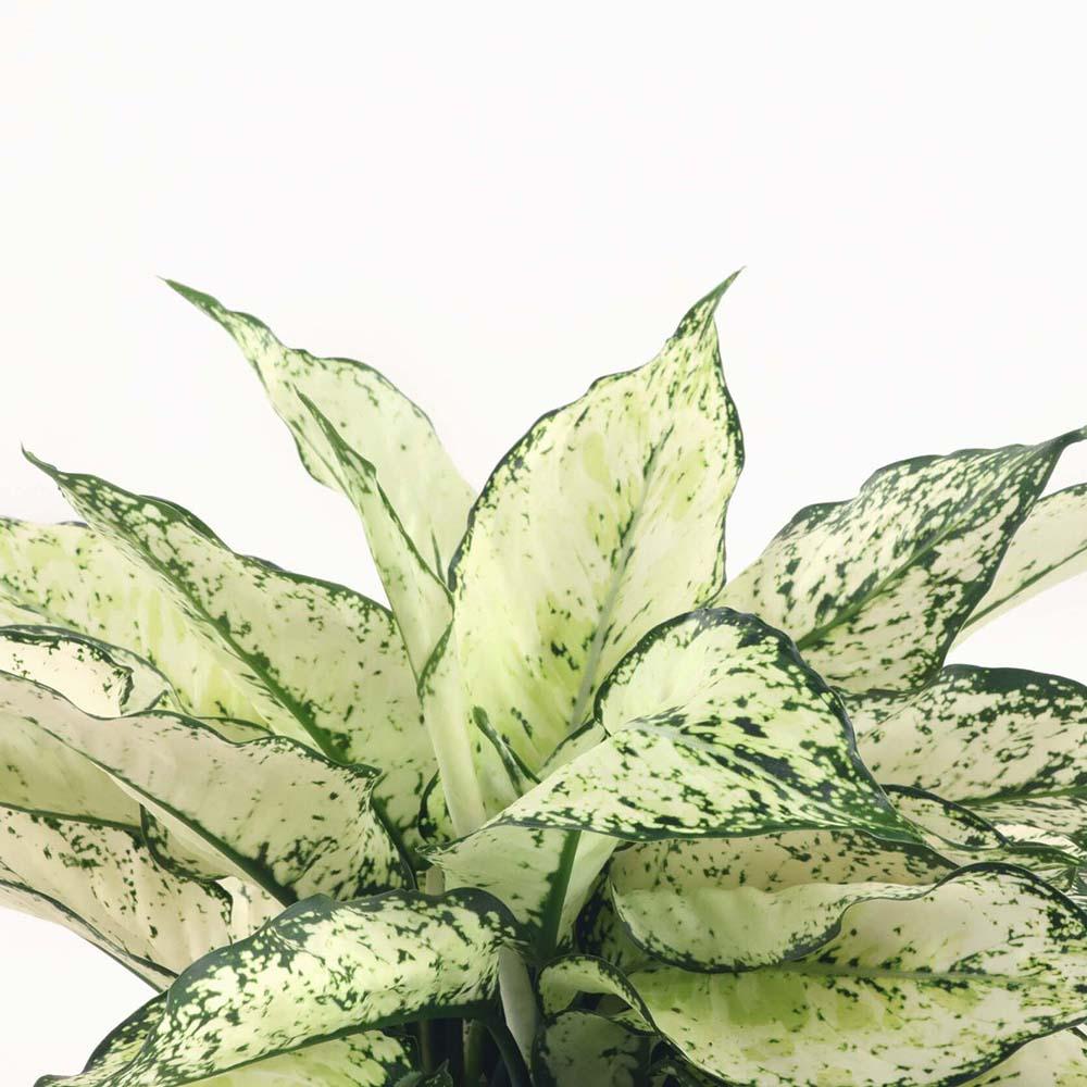 Aglaonema Kiwi - 35 cm, cu frunze albe si margini verde-lime