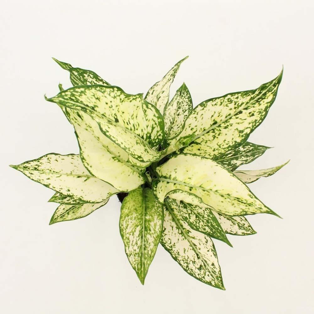 Aglaonema Kiwi - 35 cm, cu frunze albe si margini verde-lime