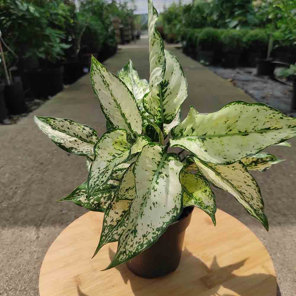Aglaonema Kiwi - 35 cm, cu frunze albe si margini verde-lime