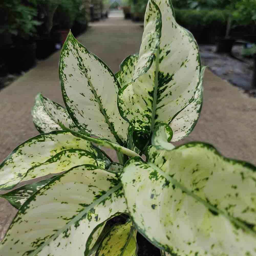 Aglaonema Kiwi - 35 cm, cu frunze albe si margini verde-lime