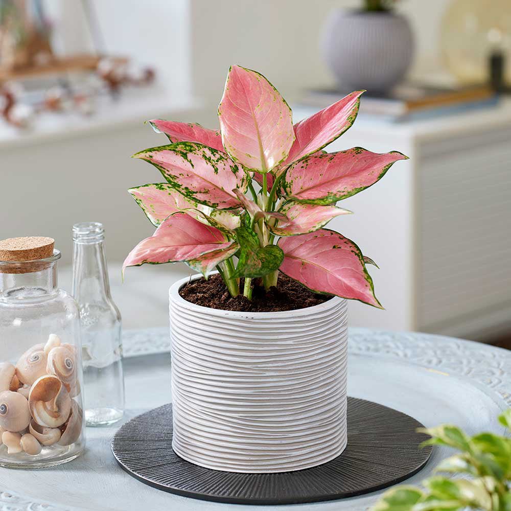 Aglaonema Pink Star - 35 cm, cu frunze roz si marginii verzi
