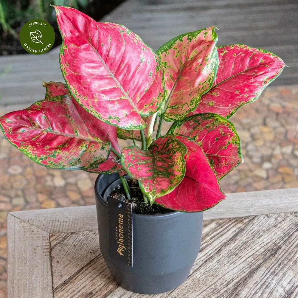 Aglaonema Red Joy, 30 см, с червени листа със зелени краища