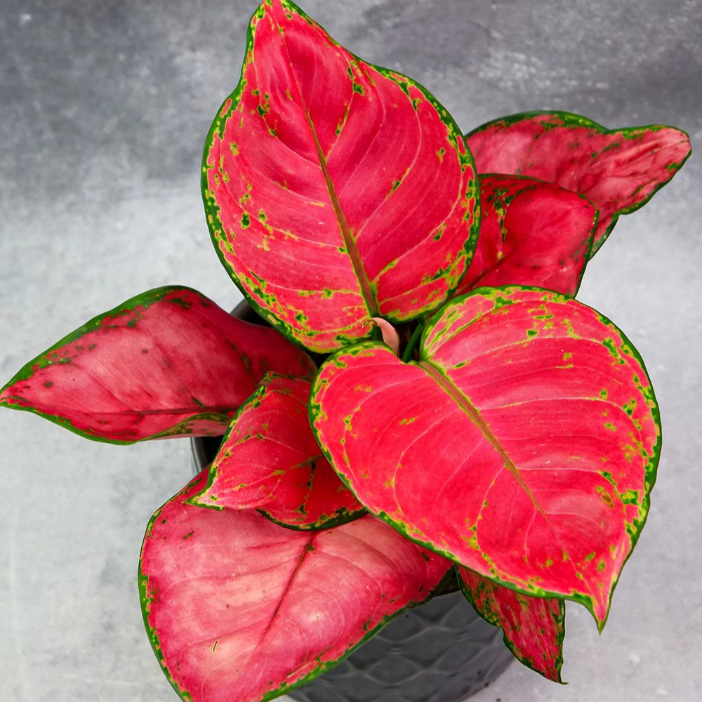 Aglaonema Red Joy, 30 см, с червени листа със зелени краища