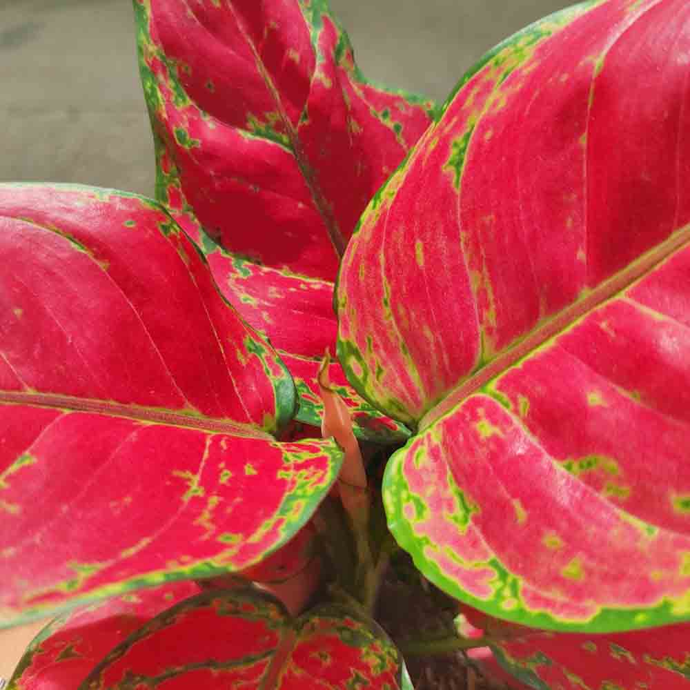 Aglaonema Red Joy, 30 см, с червени листа със зелени краища