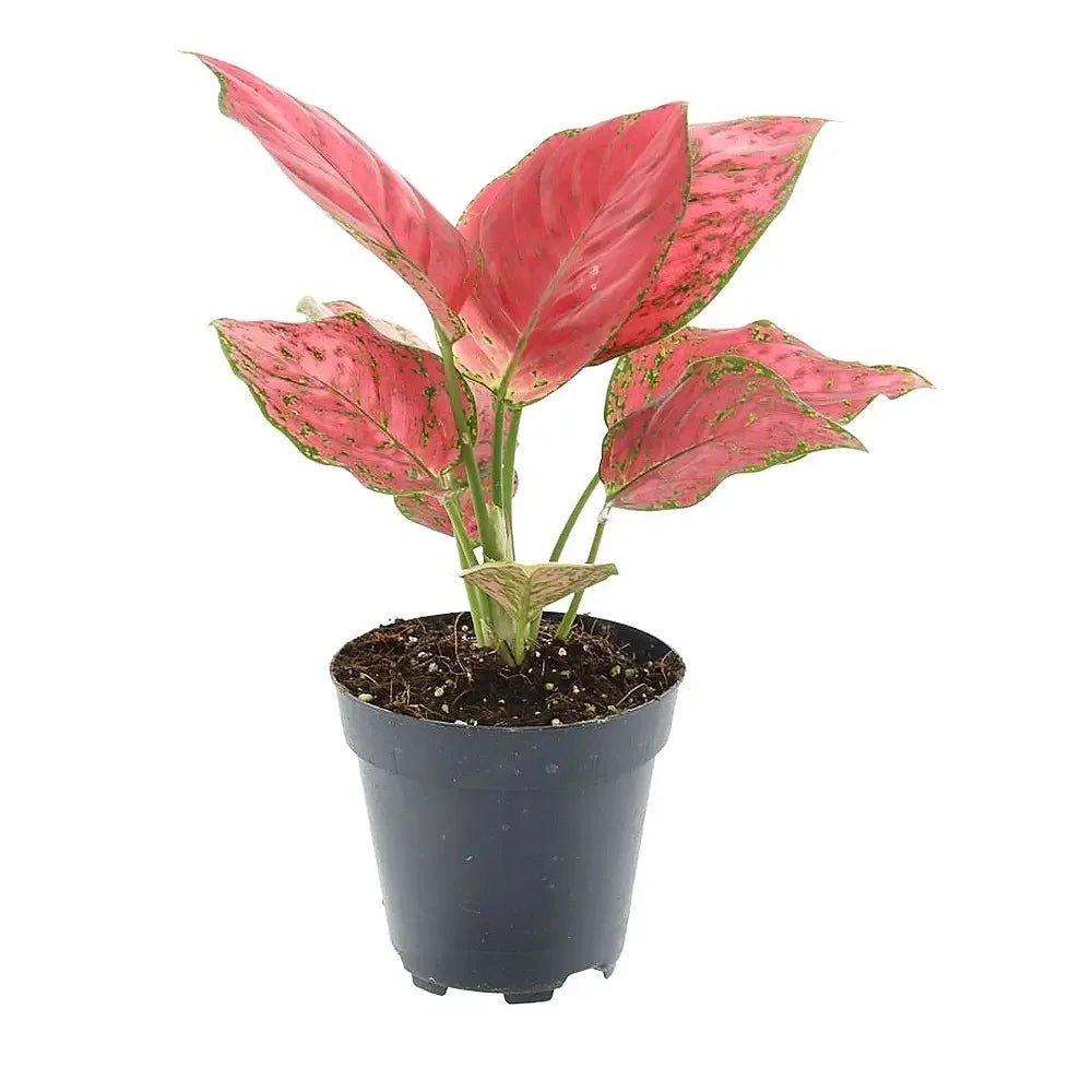 Aglaonema Red Joy - 30 см, с червени листа и зелени краища