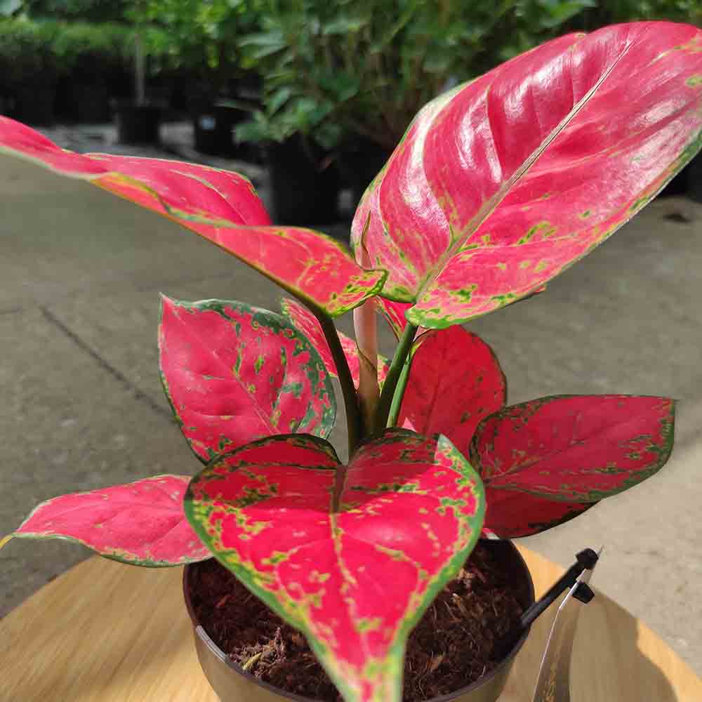 Aglaonema Red Joy, 30 см, с червени листа със зелени краища