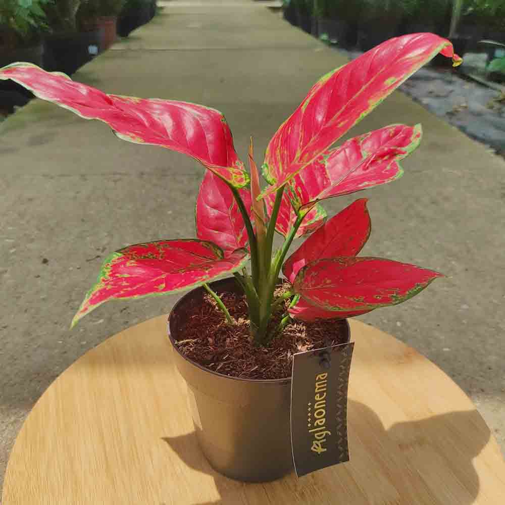 Aglaonema Red Joy, 30 см, с червени листа със зелени краища