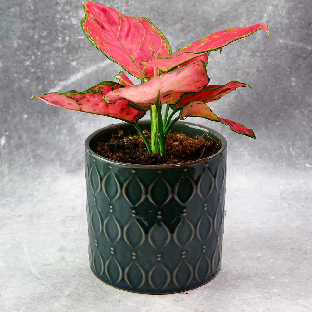 Aglaonema Red Joy, 30 см, с червени листа със зелени краища