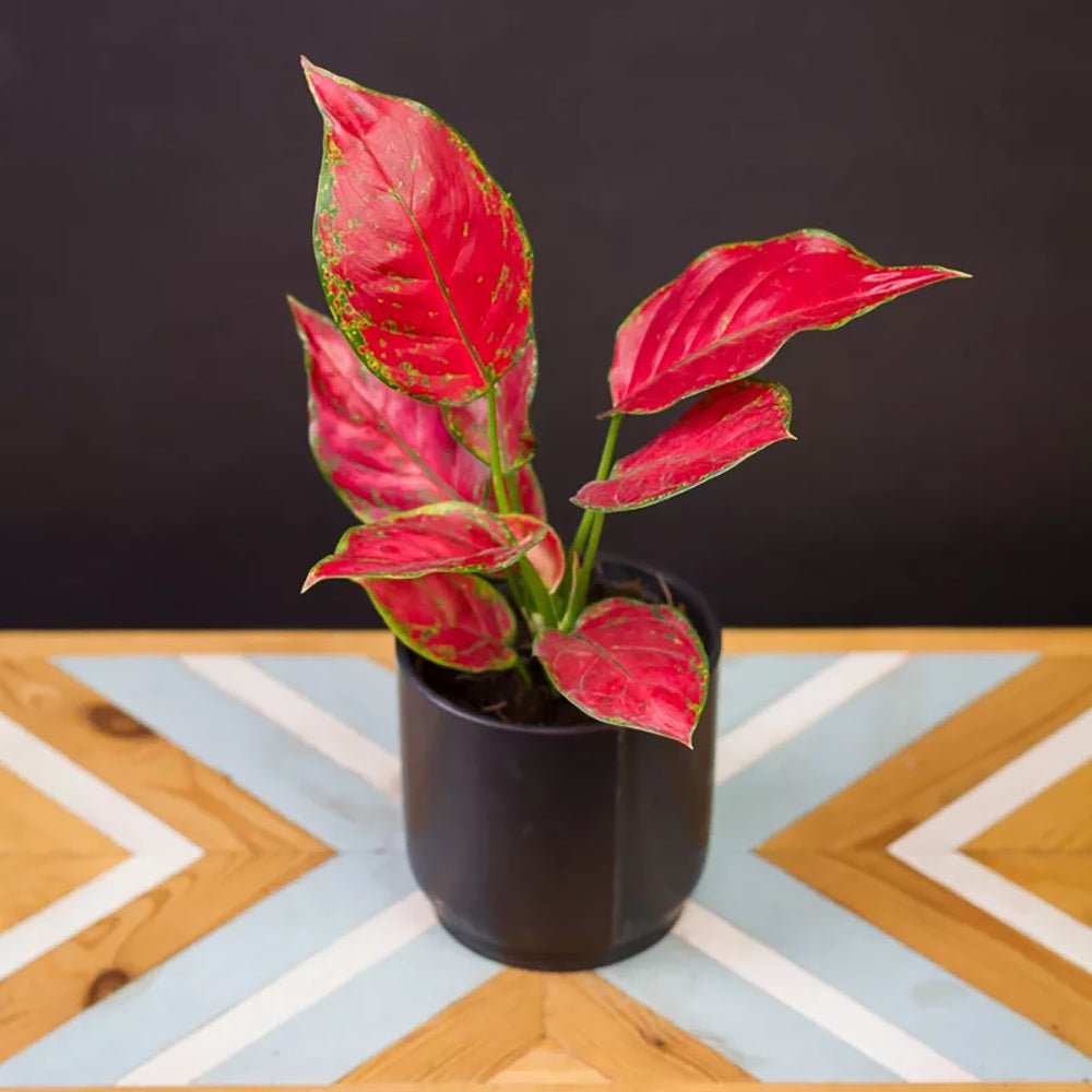 Aglaonema Red Joy, 30 см, с червени листа със зелени краища