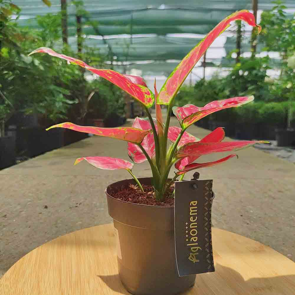 Aglaonema Red Joy, 30 см, с червени листа със зелени краища