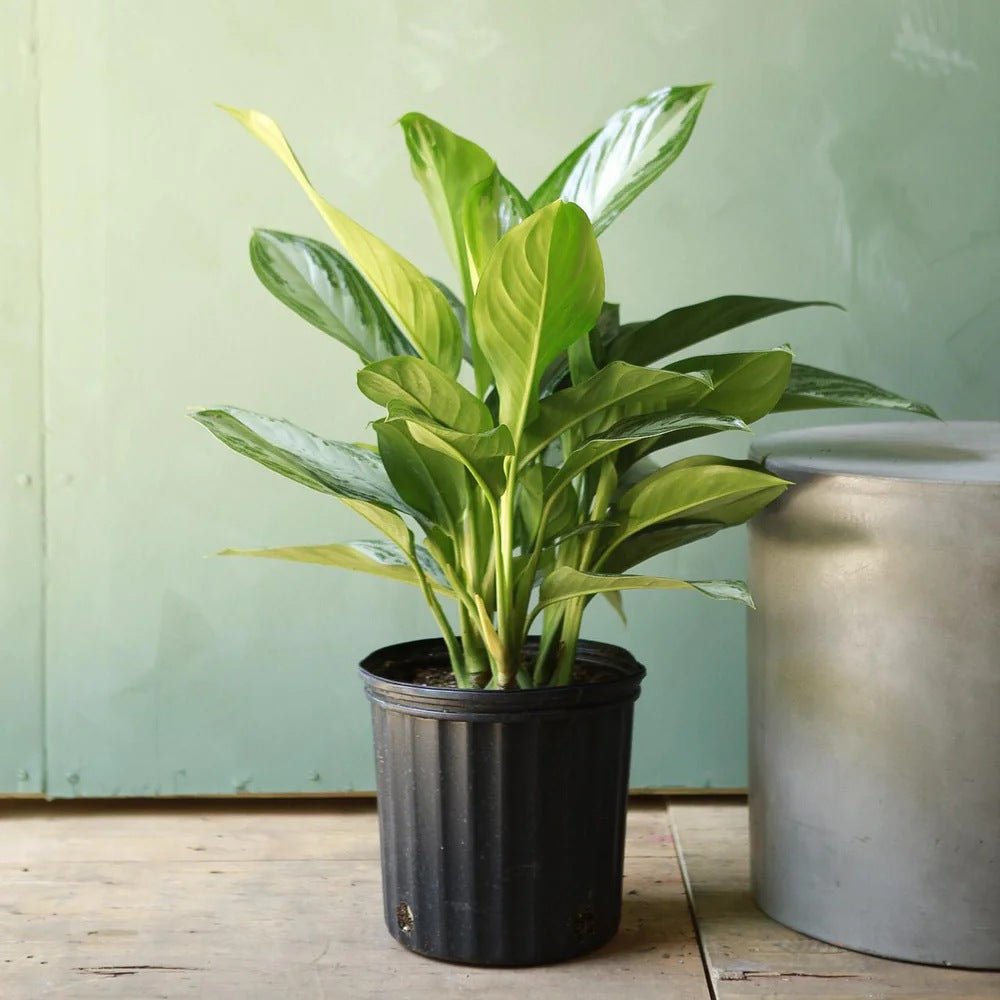 Aglaonema Silver Bay - 40 cm, cu frunze verzi striatii argintii
