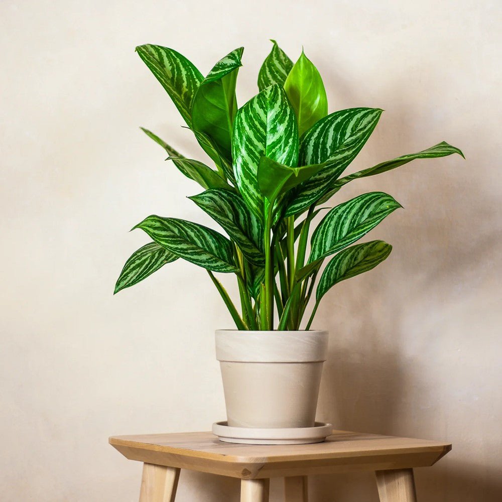 Aglaonema Stripes - 60 cm, cu frunze verzi si dungii argintii