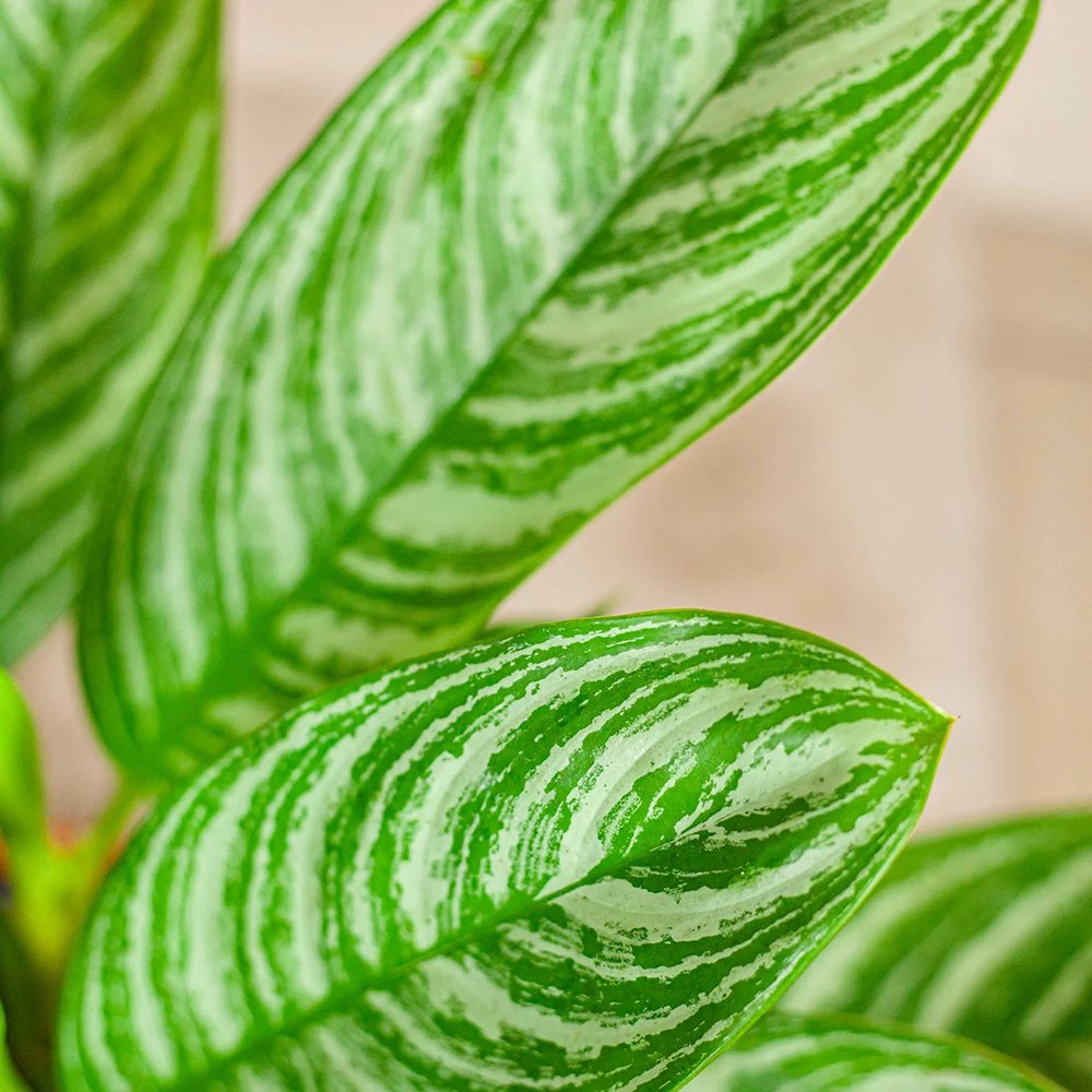 Aglaonema Stripes - 60 cm, cu frunze verzi si dungii argintii