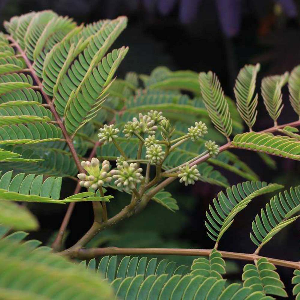 Arbore de matase Albizia Tropical Dream, flori roz, parfumate, rezistent la inghet