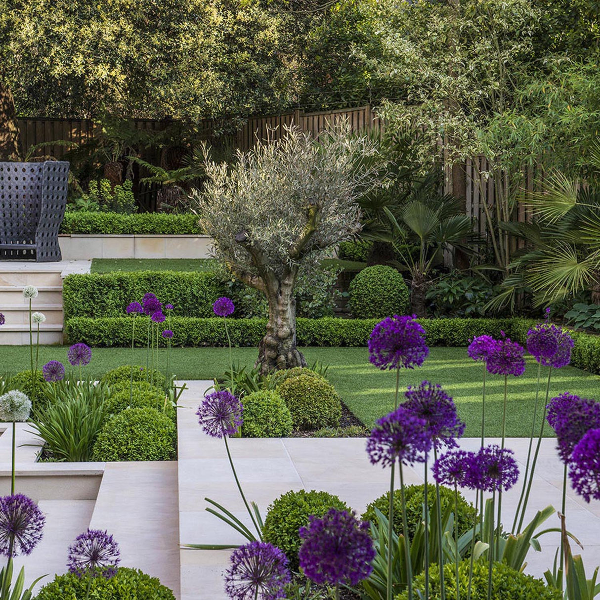 Bulbi Ceapa Ornamentala (Allium) Purple Sensation, cu flori sferice violet intens