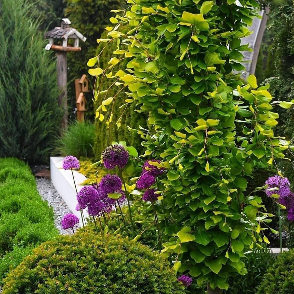 Bulbi Ceapa Ornamentala (Allium) Purple Sensation, cu flori sferice violet intens