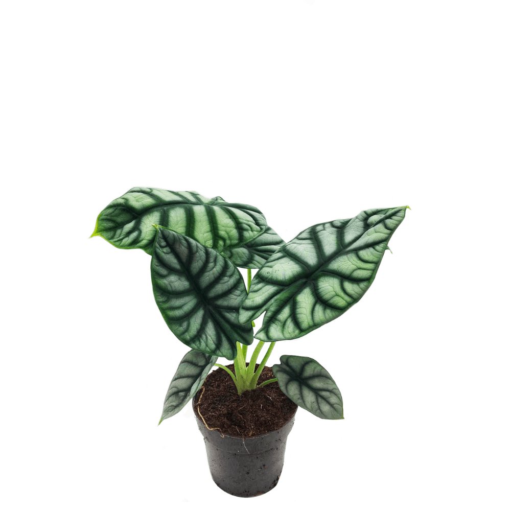 Alocasia Dragon Scale - 25 cm