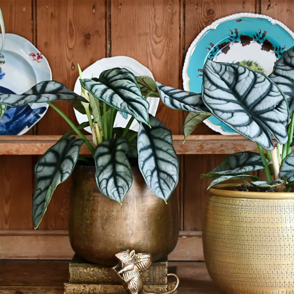 Alocasia Silver Dragon - 30 cm