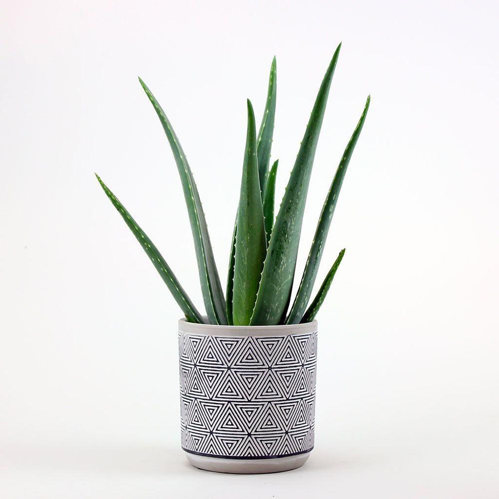 Aloe Vera in Ghiveci - 35 cm