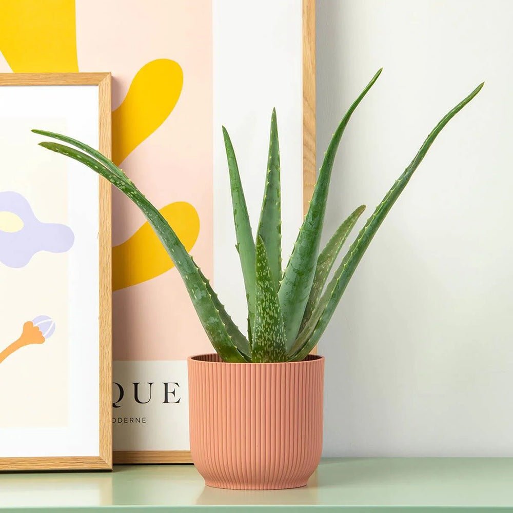 Aloe Vera - 55 cm