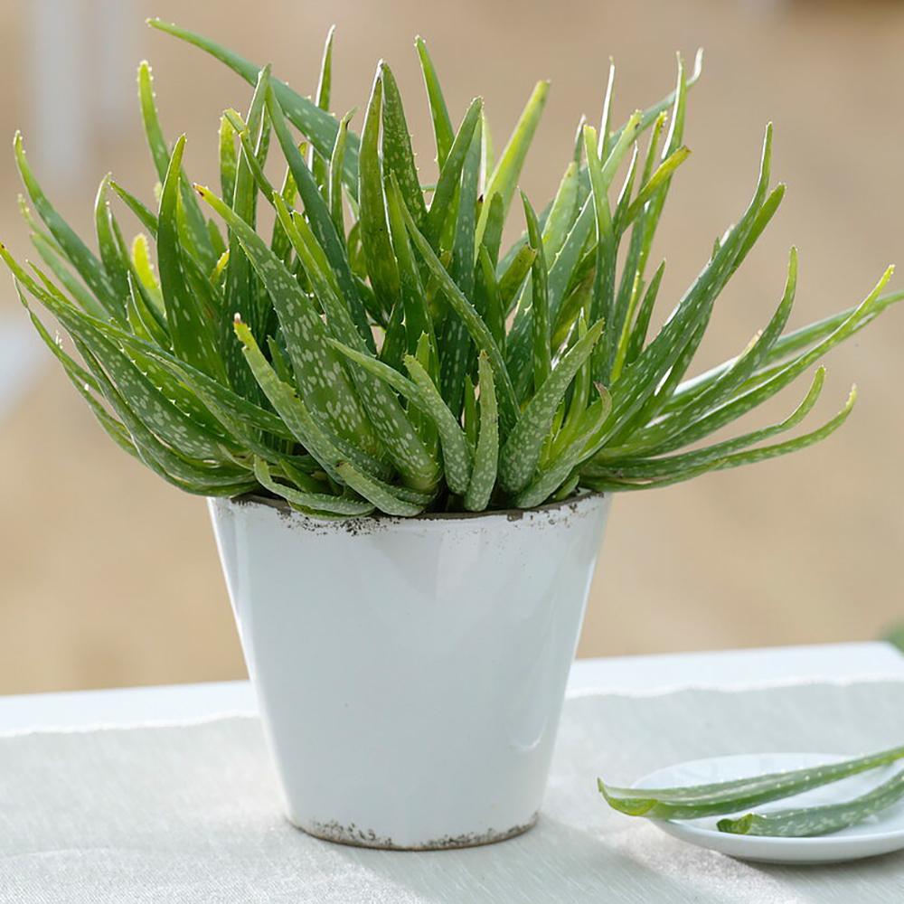 Aloe Vera - 55 cm