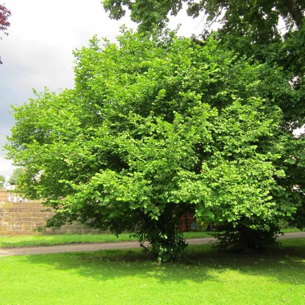 Alun Halle'sche Riesen (Corylus avellana), cu gust dulce puternic