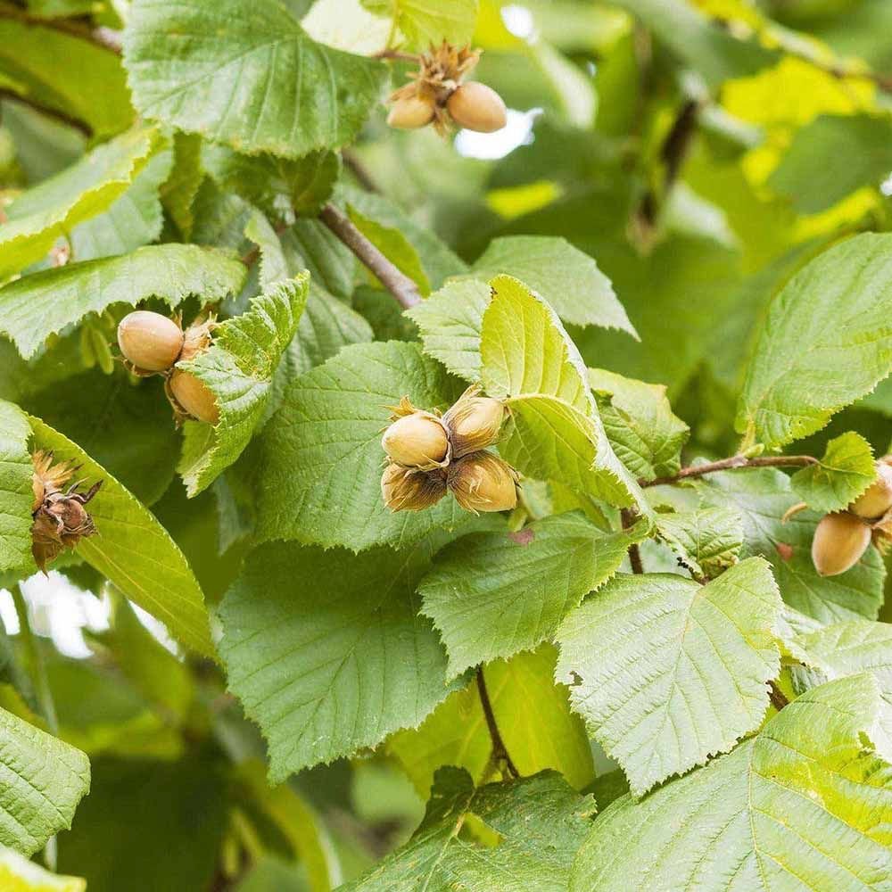 Alun Halle'sche Riesen (Corylus avellana), cu gust dulce puternic