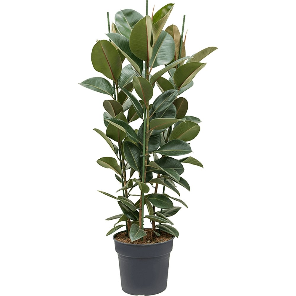 Каучуково дърво (Ficus Robusta) - 135 см