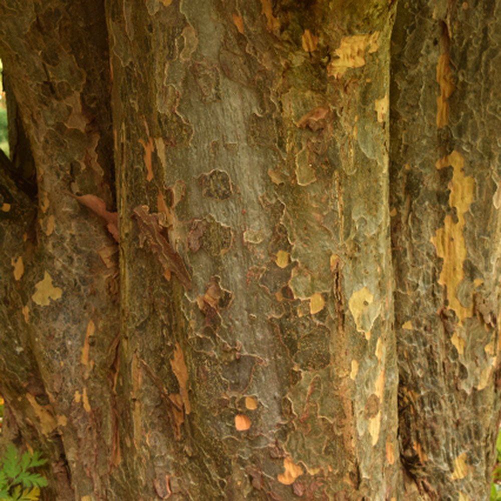Arbore de Fier 'Persian Spire' (Parrotia Persica)
