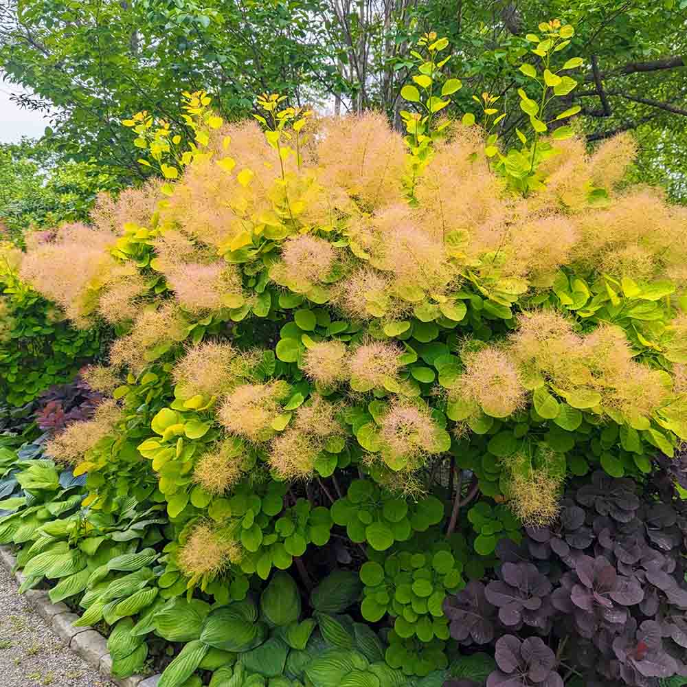 Arbore de Fum Scumpie galbena (Cotinus coggygria) Golden Spirit