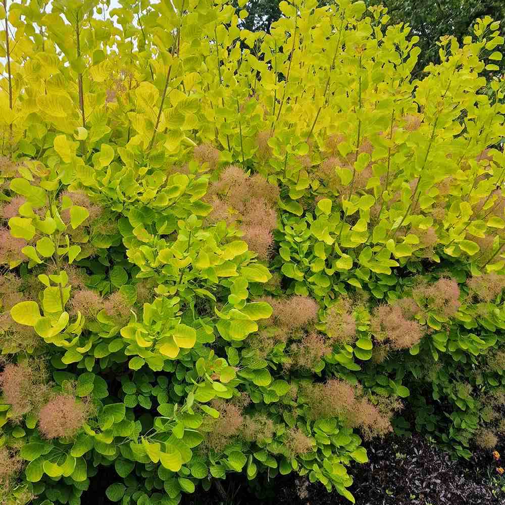 Arbore de Fum Scumpie galbena (Cotinus coggygria) Golden Spirit