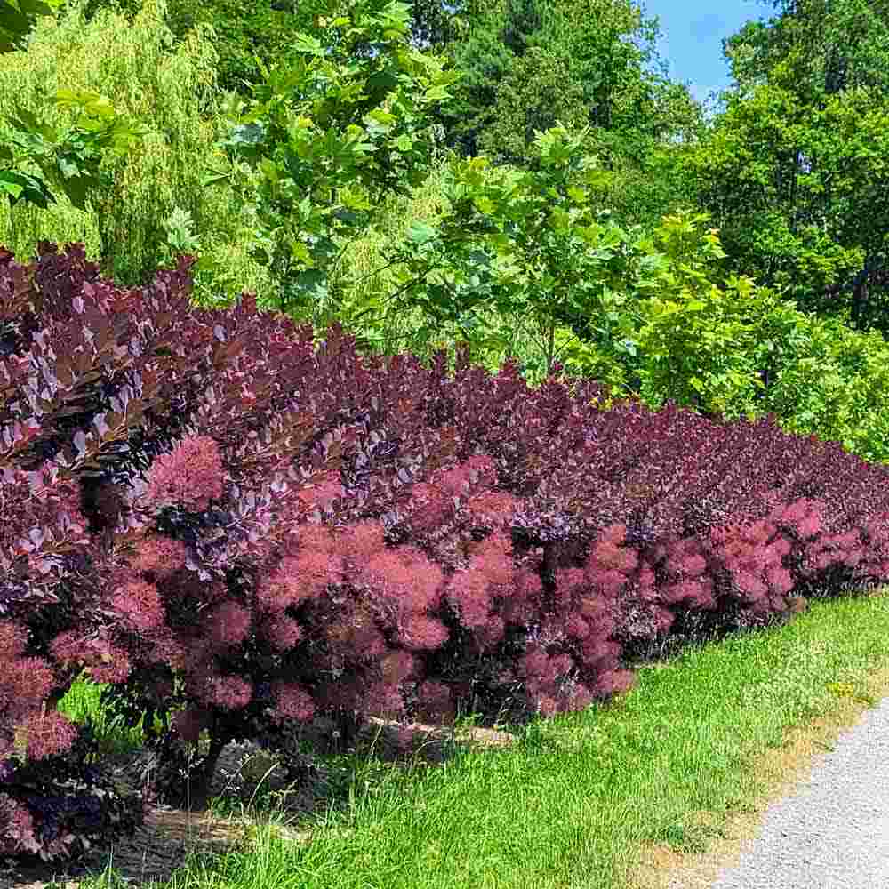 Димно дърво, червена скумрия (Cotinus) Royal Purple, с червено-пурпурни листа, бърз растеж, за жив плет или солитерно растение