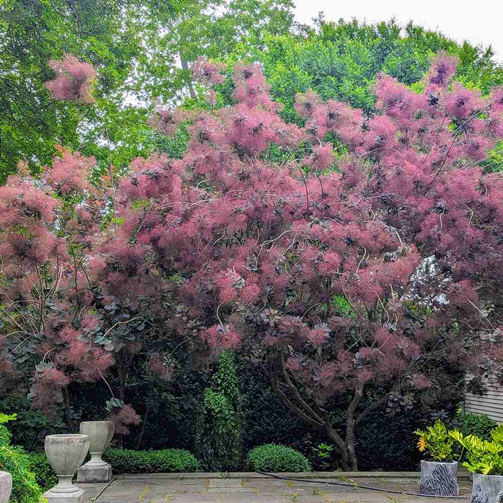 Димно дърво, червена скумрия (Cotinus) Royal Purple, с червено-пурпурни листа, бърз растеж, за жив плет или солитерно растение