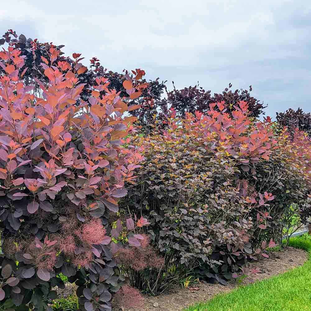 Димно дърво, червена скумрия (Cotinus) Royal Purple, с червено-пурпурни листа, бърз растеж, за жив плет или солитерно растение