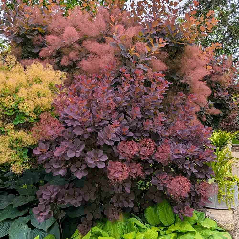 Димно дърво, червена скумрия (Cotinus) Royal Purple, с червено-пурпурни листа, бърз растеж, за жив плет или солитерно растение