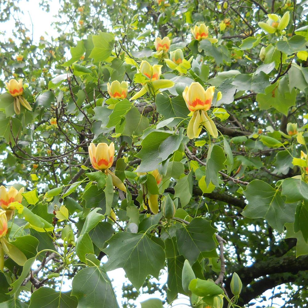 Лале дърво (Liriodendron Tulipifera)