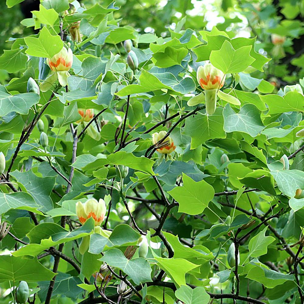 Arborele Lalea (Liriodendron Tulipifera)