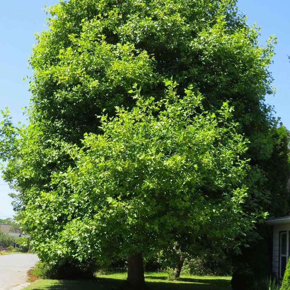Лале дърво (Liriodendron Tulipifera)