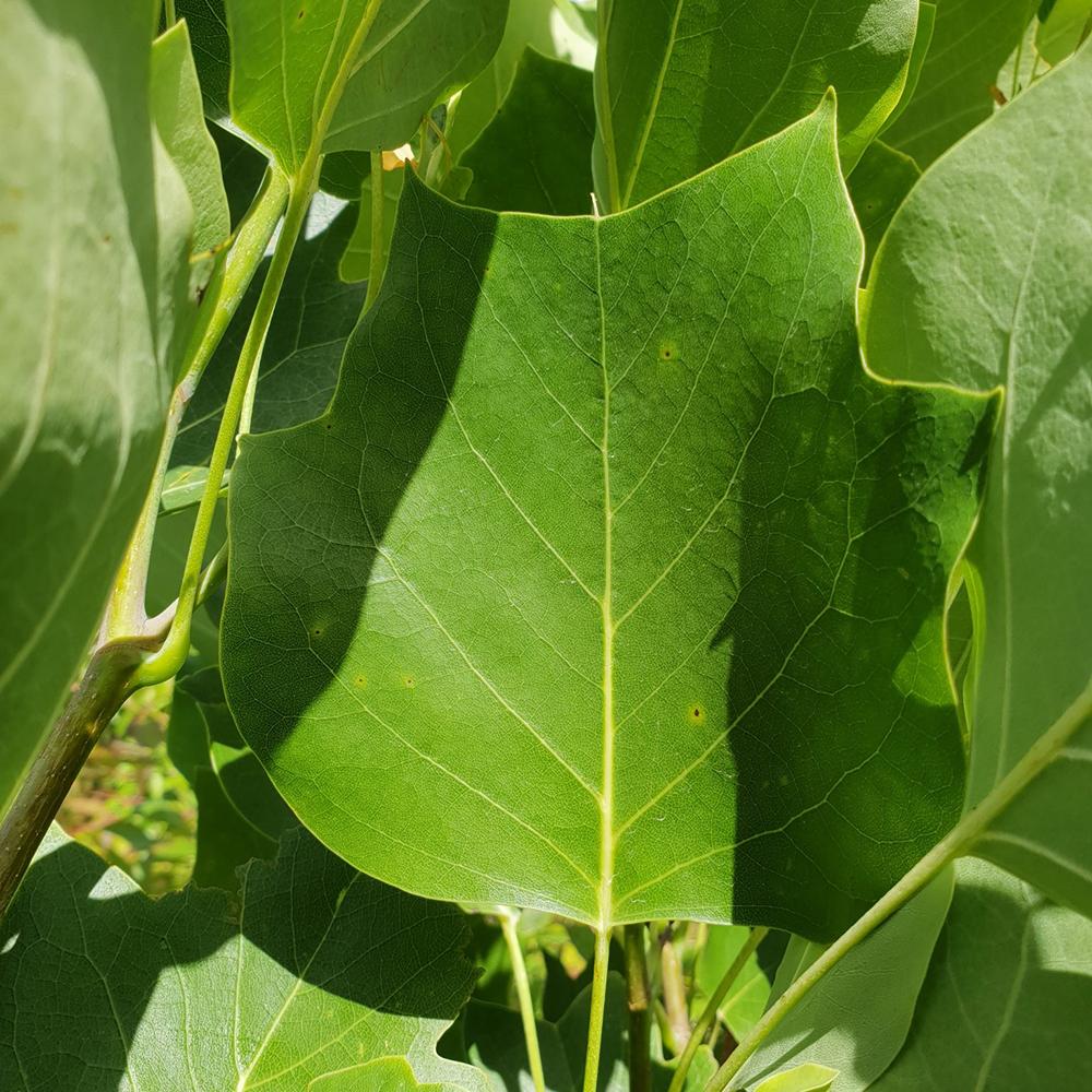 Лале дърво (Liriodendron Tulipifera)