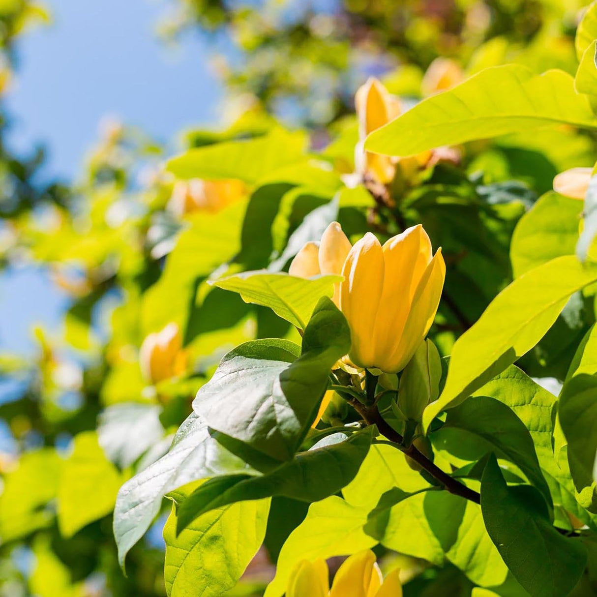 Лале дърво (Liriodendron Tulipifera)