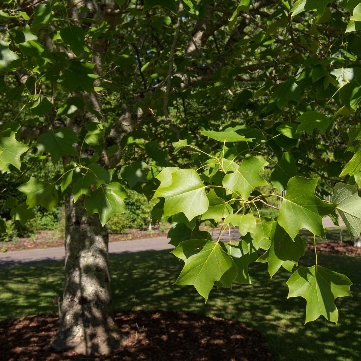 Лале дърво (Liriodendron Tulipifera)