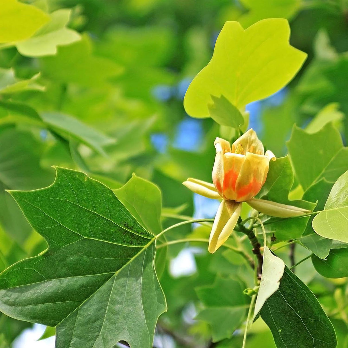 Лале дърво (Liriodendron Tulipifera)
