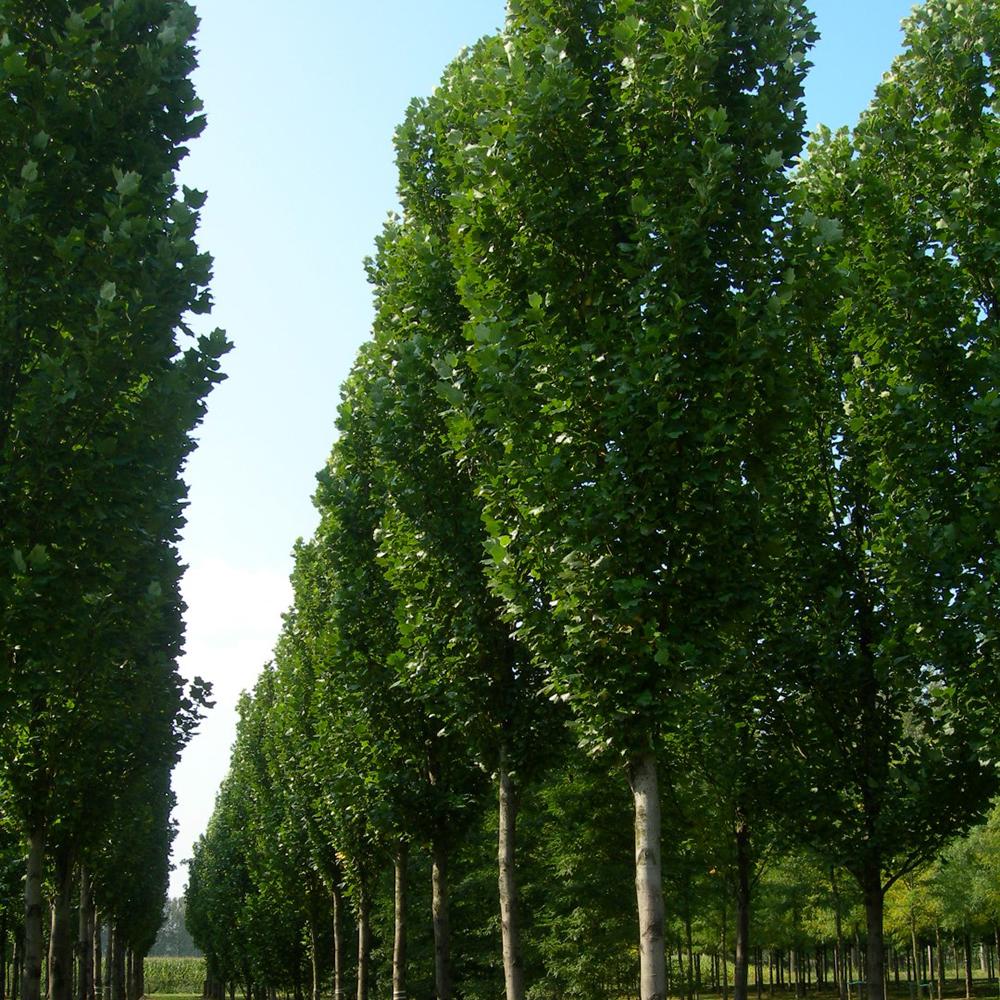 Лалово дърво колонновидно (Liriodendron tulipifera Fastigiata)